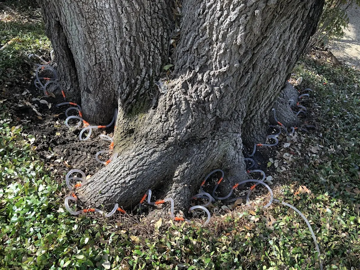Detailed Tree Cabling and Bracing job site in Machiasport